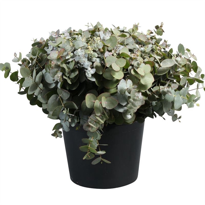 <h4>EUC. CINEREA AIR SHORT</h4>