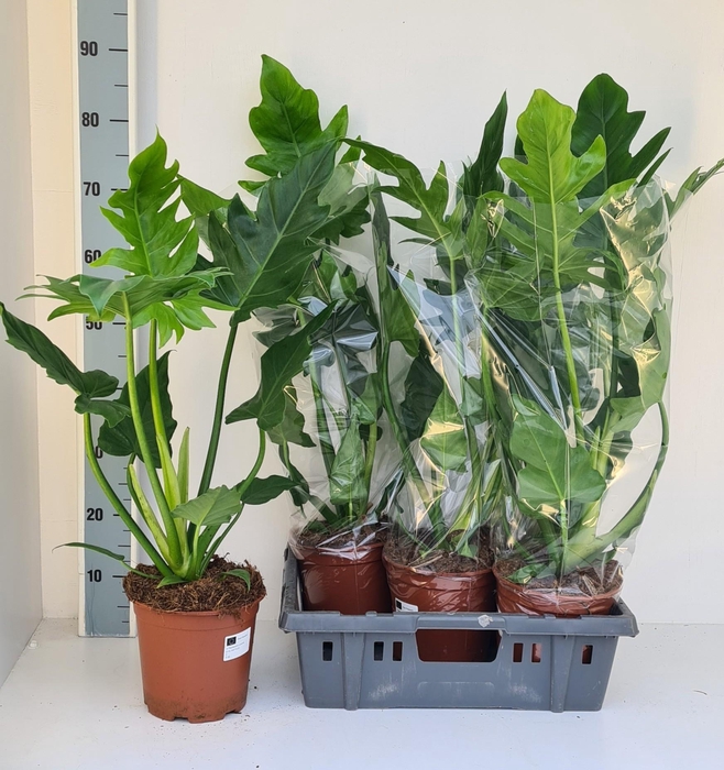 <h4>PHIL OVERIG</h4>