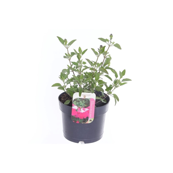 <h4>Salvia microphylla Pink Lips jeremy</h4>