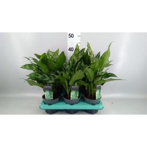 Aglaonema KB 'Maria'