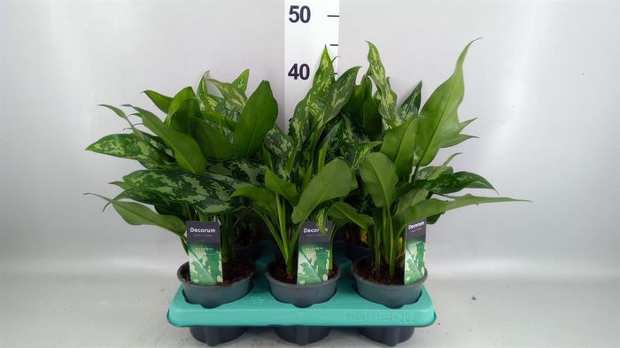 <h4>Aglaonema KB 'Maria'</h4>