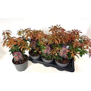 PIERIS JA MOUNT FIRE