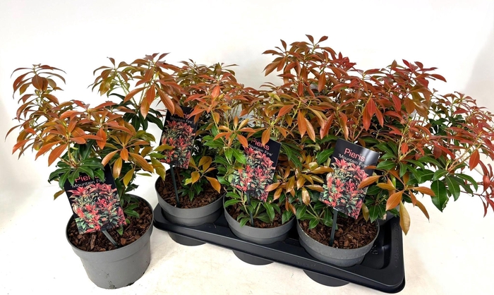 <h4>PIERIS JA MOUNT FIRE</h4>