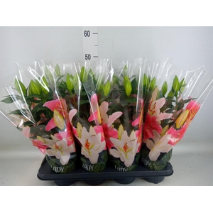 Lilium ori.  'Sunny Martinique'