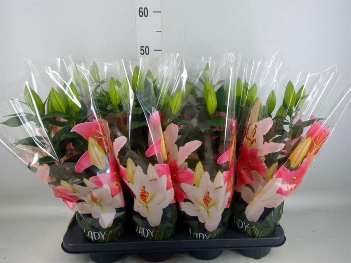 <h4>Lilium ori.  'Sunny Martinique'</h4>