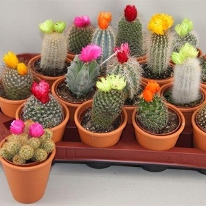 CACTUS VERSIERD