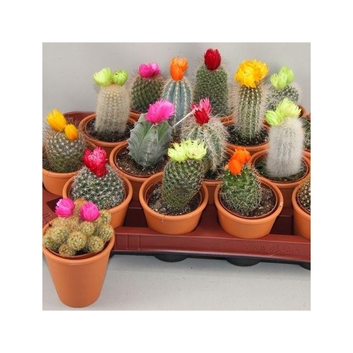 <h4>CACTUS VERSIERD</h4>