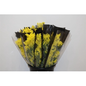 Mimosa Mirandole 150gr P Bunch