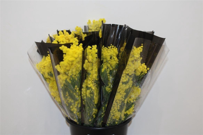 <h4>Mimosa Mirandole 150gr P Bunch</h4>