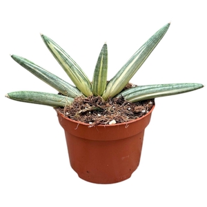 Sansevieria overig