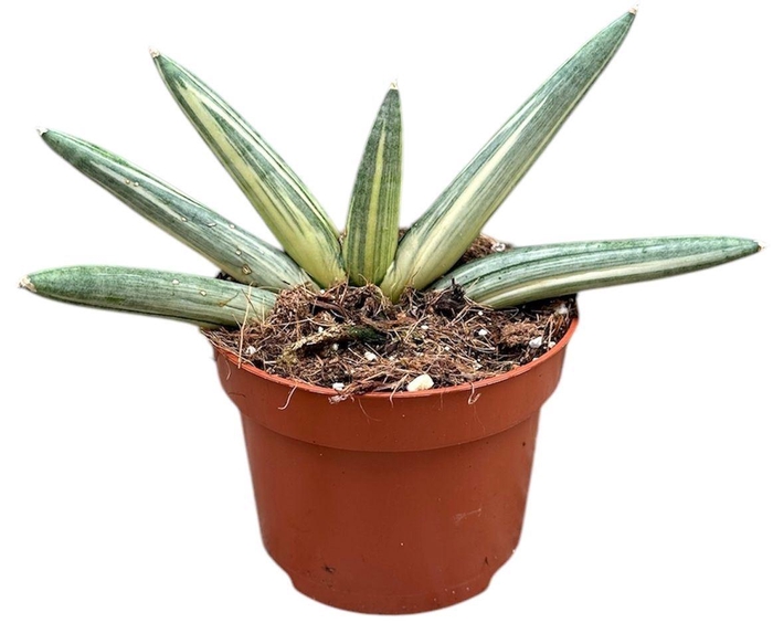 <h4>Sansevieria overig</h4>