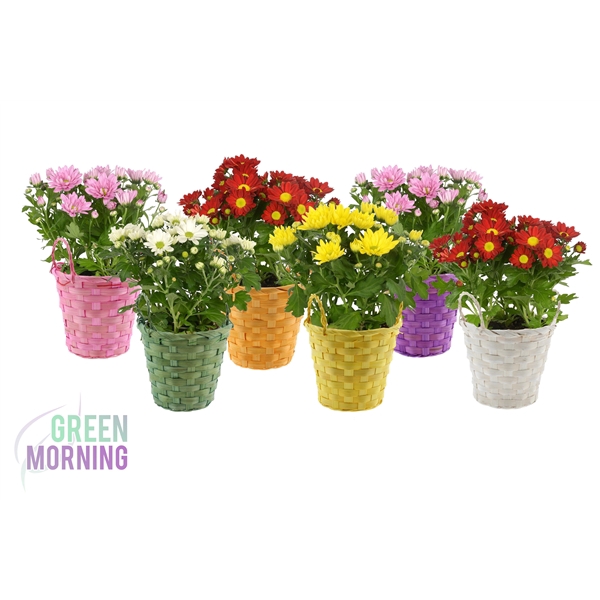 <h4>Chrysant in gekleurde bamboe mand 12 cm</h4>