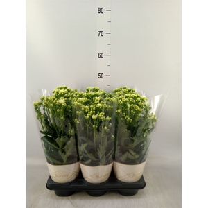 Kalanchoe  'Sunny White'