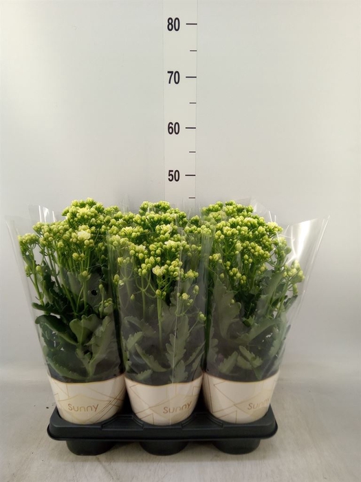 <h4>Kalanchoe  'Sunny White'</h4>