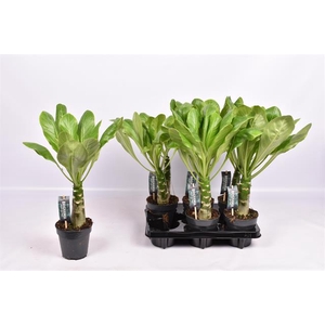 Brighamia insignis Hawaiian Palm 12Ø 55cm