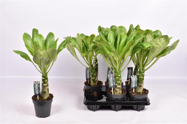 Brighamia insignis Hawaiian Palm 12Ø 55cm