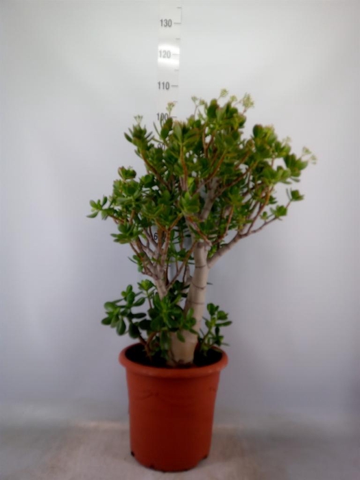 <h4>Crassula ovata</h4>