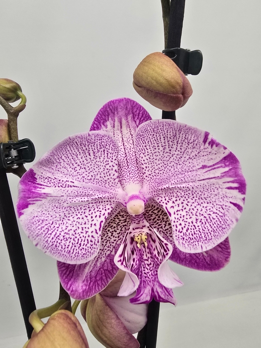 <h4>Limited 54 week 18</h4>