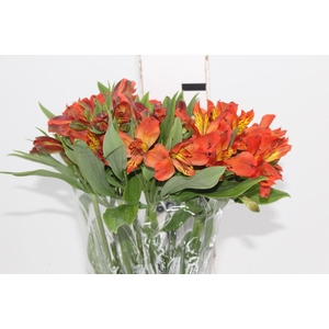 ALSTROEMERIA CINNAMON 080 CM