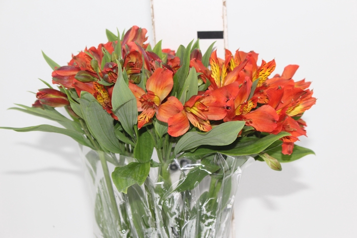 ALSTROEMERIA CINNAMON 080 CM