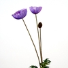 AF Papaver L75cm Lilac