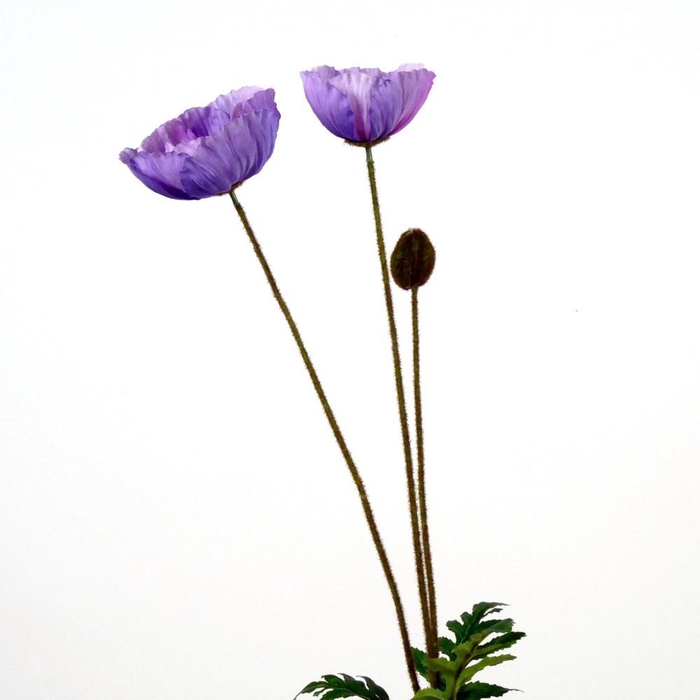 <h4>AF Papaver L75cm Lilac</h4>