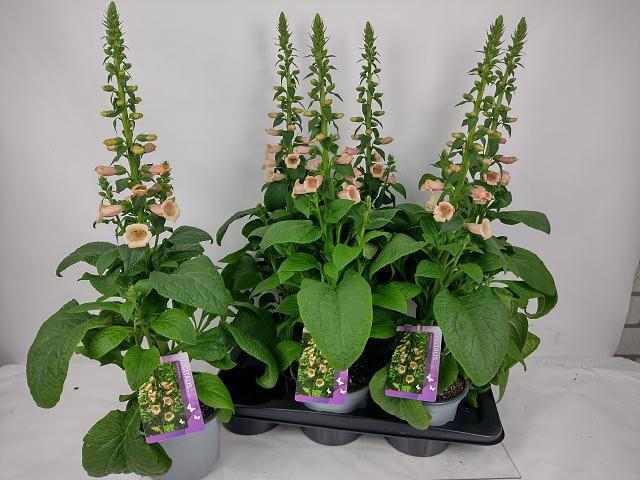 <h4>DIGI PURPUREA</h4>