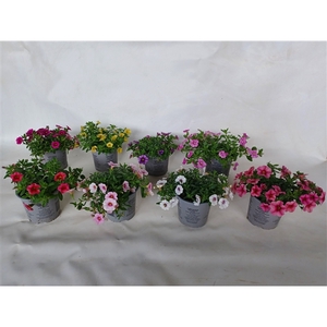 Calibachoa Carillon mix color etage