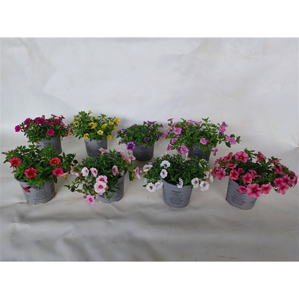<h4>Calibachoa Carillon mix color etage</h4>