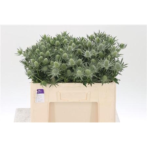 Eryngium Sirius Qstar