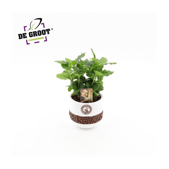 <h4>Coffea in bonenpot</h4>