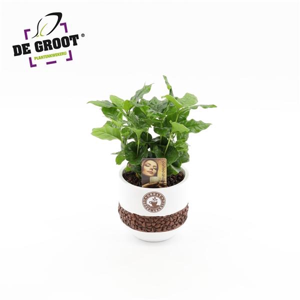 <h4>Coffea arabica</h4>