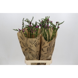 Freesia One Xxl Pink