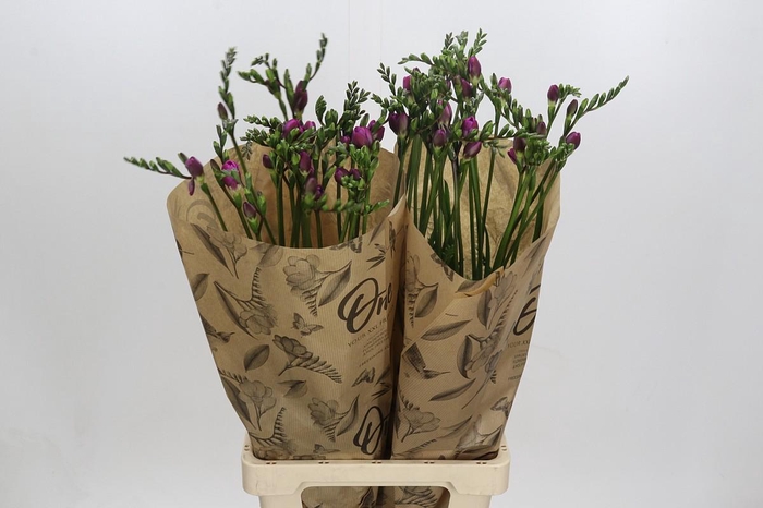 Freesia One Pink XXL