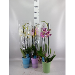 Phalaenopsis   ...mix  5