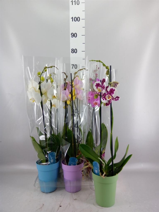 <h4>Phalaenopsis   ...mix  5</h4>