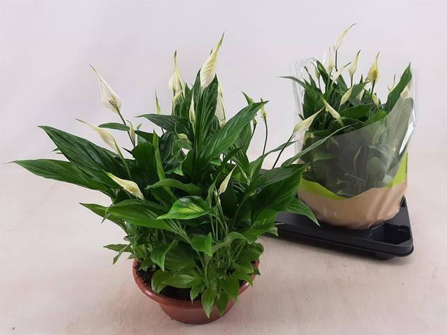 <h4>SPATH BELLINI</h4>