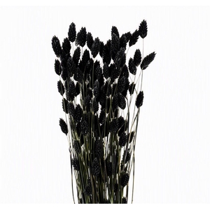 Dried Phalaris X5 Black Bunch
