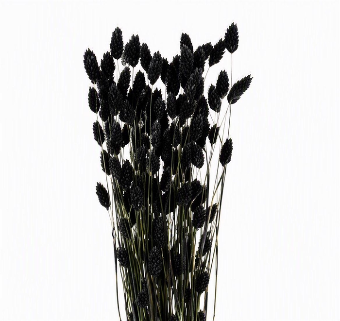 <h4>Dried Phalaris X5 Black Bunch</h4>