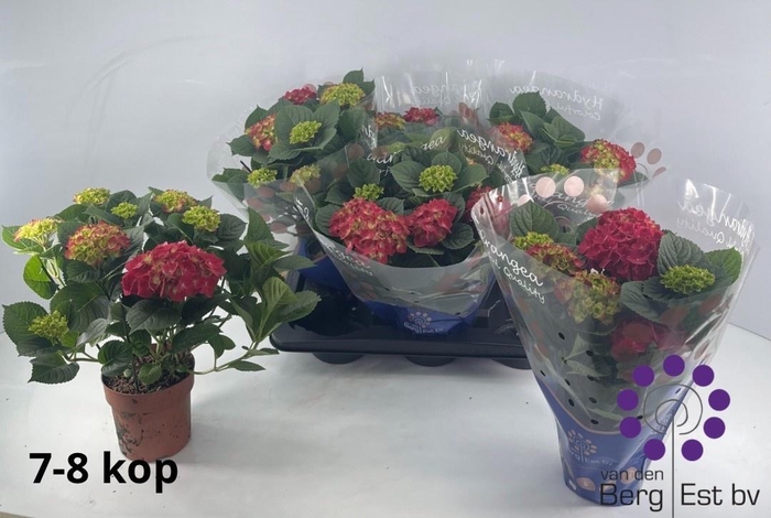 <h4>HYDR M SPEEDY RED</h4>