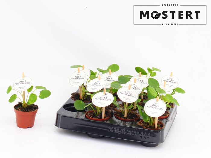 <h4>PILEA PEPEROMIOIDES</h4>