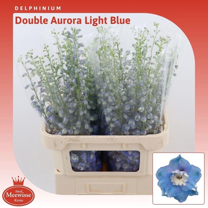 <h4>Delphinium Double Aurora Light Blue</h4>