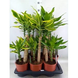 Dracaena frag.   ...mix 3