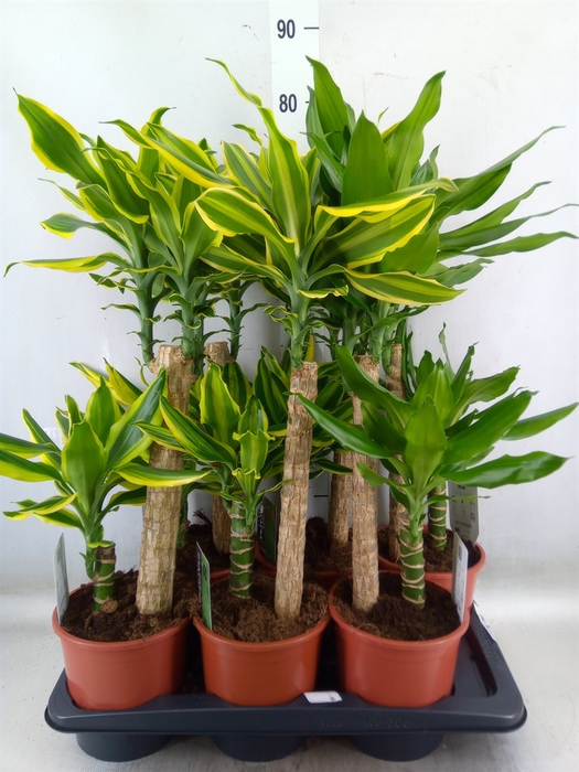 <h4>Dracaena frag.   ...mix 3</h4>