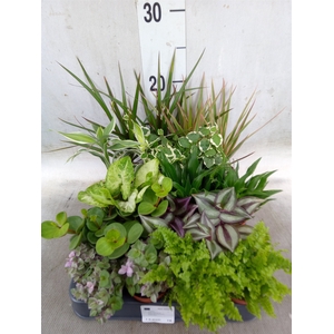 Planten  ..mix