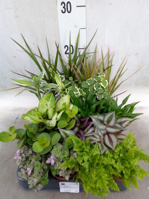 <h4>Planten  ..mix</h4>