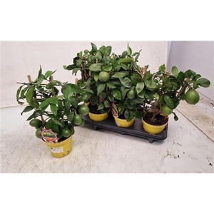 Citrus Lemon Meyeri Grafted Trellis 5+