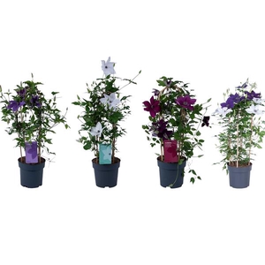 Clematis Garland Mix
