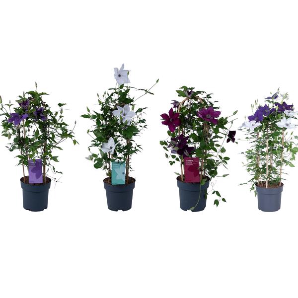 <h4>Clematis Garland Mix</h4>