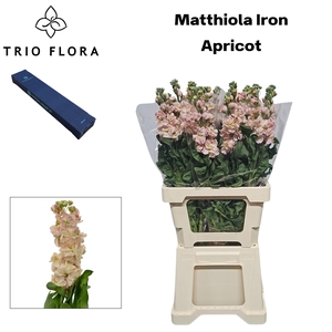 MATTH IRON APRICOT Box M 10